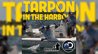 Sportsman’s Adventures – Episode 11 – Tarpon in the Harbor