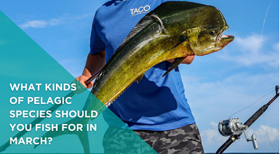 TACO Marine, What kinds of pelagic species should you fish for in March?  TACO Marine