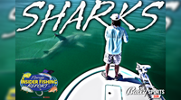 2023 Florida Insider Fishing Report Ep 21 - Sharks