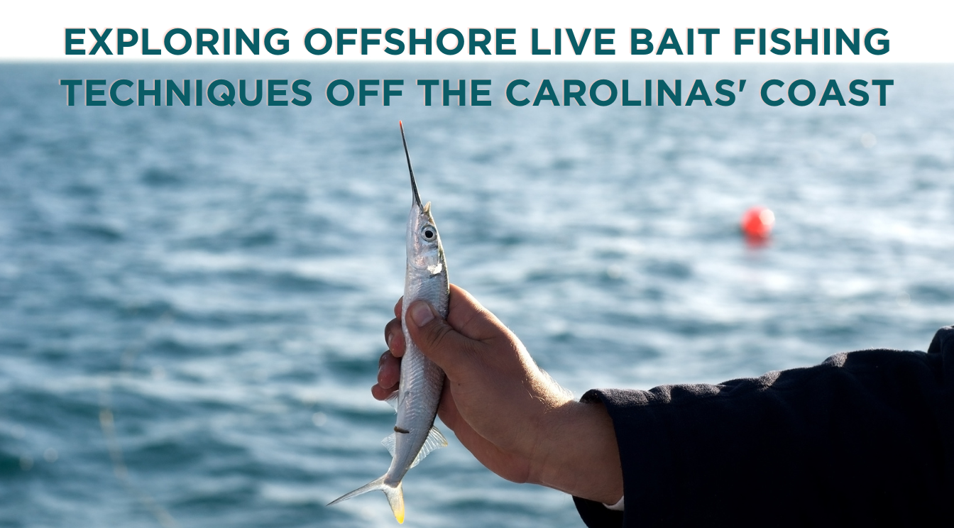 Exploring Offshore Live Bait Fishing Techniques off the Carolinas' Coast